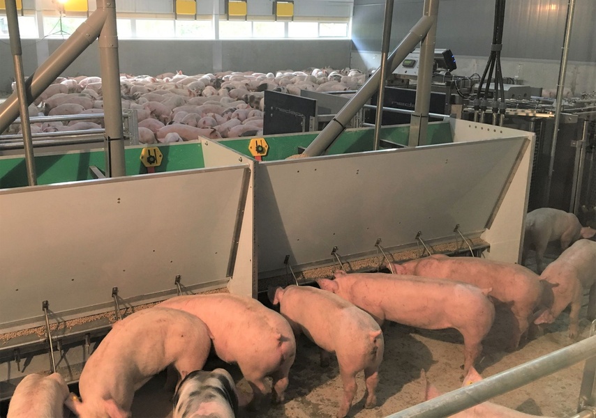 Ein guter Futtertrog für Schweine spart enorm viel Geld