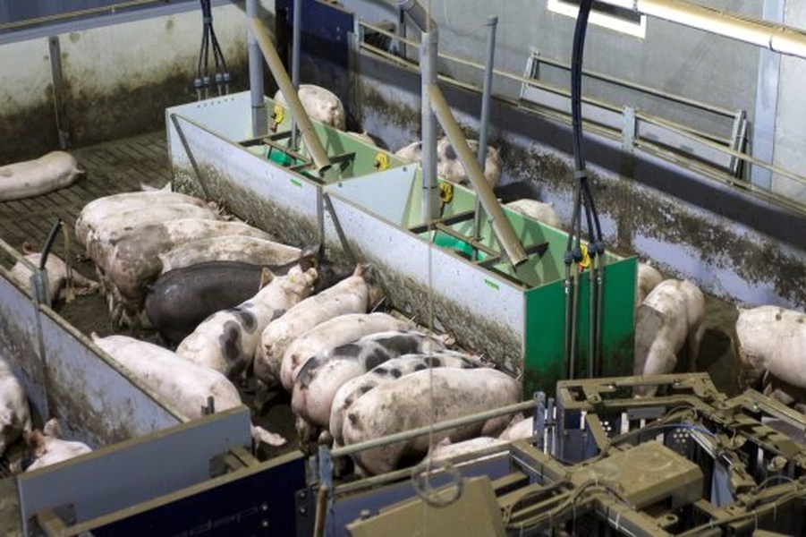 Futterautomaten für Sauen, Ferkel und Schweine umtauschen